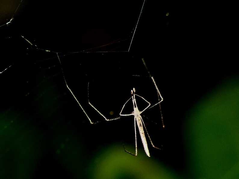 Maschio di Rhomphaea sp. - S. Teresa G. (OT)